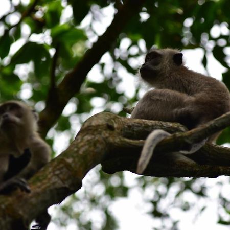 Pulai Spring Resort Kampung Kangkar Pulai Kültér fotó